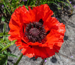 Image result for Mohn