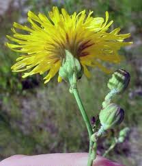 Attēlu rezultāti vaicājumam “Sonchus arvensis subsp. uliginosus flower”