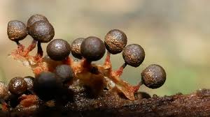 Attēlu rezultāti vaicājumam “Cribraria argillacea macro”