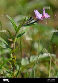 Attēlu rezultāti vaicājumam “Epilobium palustre flower”