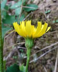 Attēlu rezultāti vaicājumam “Hieracium”