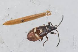 Attēlu rezultāti vaicājumam “Gastrodes grossipes”