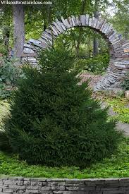 Attēlu rezultāti vaicājumam “Picea”