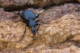 Attēlu rezultāti vaicājumam “Cychrus caraboides”