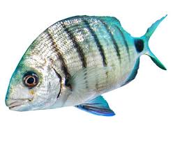 Image result for Diplodus cadenati