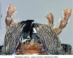 Attēlu rezultāti vaicājumam “Criocephalus rusticus”