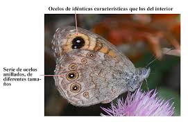 Attēlu rezultāti vaicājumam “Lasiommata maera”