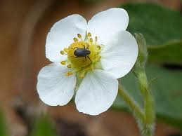 Attēlu rezultāti vaicājumam “Fragaria viridis leaf”