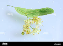 Attēlu rezultāti vaicājumam “Tilia platyphyllos subsp. cordifolia flower”