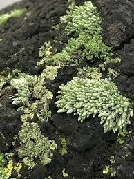 Attēlu rezultāti vaicājumam “Bryum bimum”