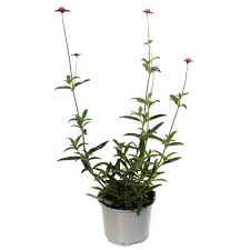 Image result for Kugelamarant