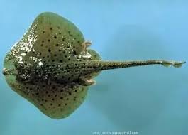 Image result for Leucoraja ocellata