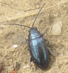 Attēlu rezultāti vaicājumam “Altica sp.”