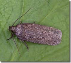 Attēlu rezultāti vaicājumam “Depressaria olerella imago”