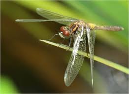 Attēlu rezultāti vaicājumam “Leucorrhinia caudalis male”