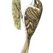 Attēlu rezultāti vaicājumam “Certhia familiaris adult”