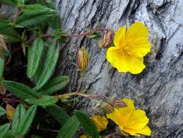 Attēlu rezultāti vaicājumam “Helianthemum nummularium leaf”