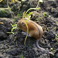 Attēlu rezultāti vaicājumam “Apodemus agrarius”