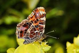 Attēlu rezultāti vaicājumam “Araschnia levana”