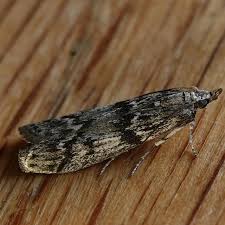 Attēlu rezultāti vaicājumam “Zophodia grossulariella”