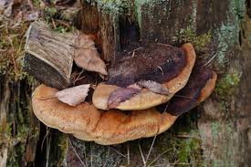 Attēlu rezultāti vaicājumam “Gloeophyllum odoratum”