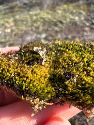 Attēlu rezultāti vaicājumam “Pleuridium subulatum”