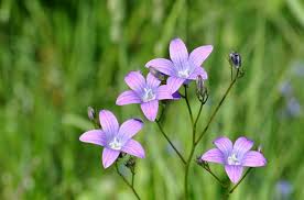 Image result for Campanula patula