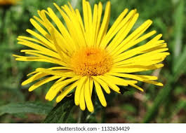 Image result for Inula hirta