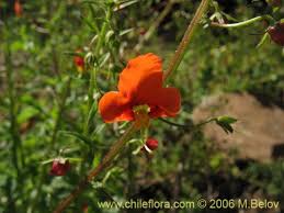 Image result for Alonsoa liniflora