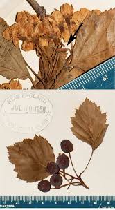 Attēlu rezultāti vaicājumam “Crataegus chrysocarpa”