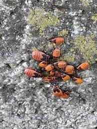 Attēlu rezultāti vaicājumam “Pyrrhocoris apterus nymph”