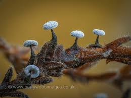 Attēlu rezultāti vaicājumam “Didymium melanospermum macro”