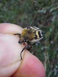 Attēlu rezultāti vaicājumam “Trichius fasciatus imago”