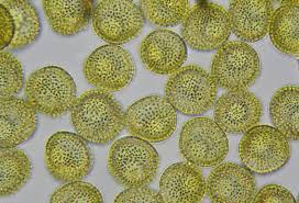 Attēlu rezultāti vaicājumam “Perichaena corticalis”