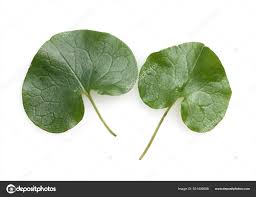 Attēlu rezultāti vaicājumam “Asarum europaeum leaf”