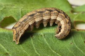 Attēlu rezultāti vaicājumam “Dypterygia scabriuscula”