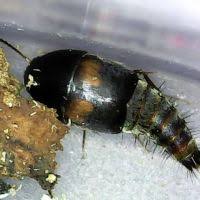 Attēlu rezultāti vaicājumam “Sepedophilus sp.”