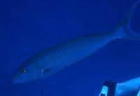 Image result for Aprion virescens