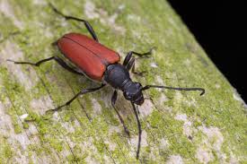 Attēlu rezultāti vaicājumam “Anastrangalia sanguinolenta”