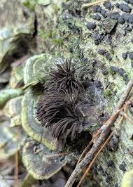Attēlu rezultāti vaicājumam “Stemonitis splendens stalked”