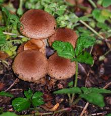 Attēlu rezultāti vaicājumam “Psathyrella lacrymabunda”