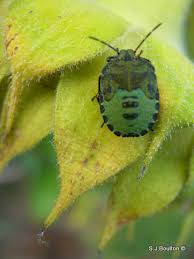 Attēlu rezultāti vaicājumam “Palomena prasina nymph”