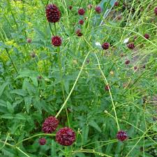 Image result for Sanguisorba officinalis