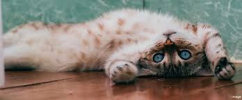 Afbeeldingsresultaat voor katten