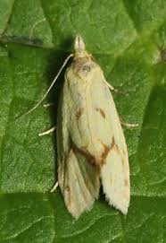 Attēlu rezultāti vaicājumam “Agapeta hamana”