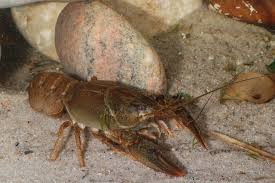 Attēlu rezultāti vaicājumam “Astacus leptodactylus”