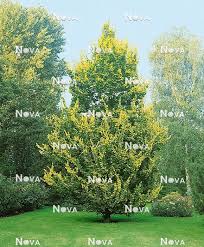 Attēlu rezultāti vaicājumam “Ulmus x hollandica”