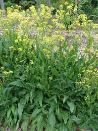 Attēlu rezultāti vaicājumam “Bunias orientalis bud”