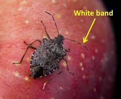 Attēlu rezultāti vaicājumam “Badhamia nitens sessile”