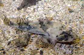 Image result for Myoxocephalus scorpius